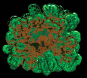 Image: A new 3D culture method allows cell material from mice to grow vividly in tree-like structures (Photo courtesy of University of Copenhagen).